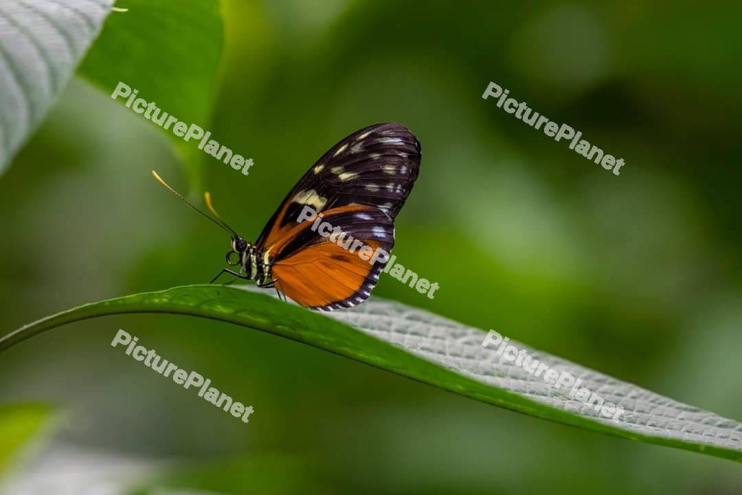 Butterfly on a green leaf